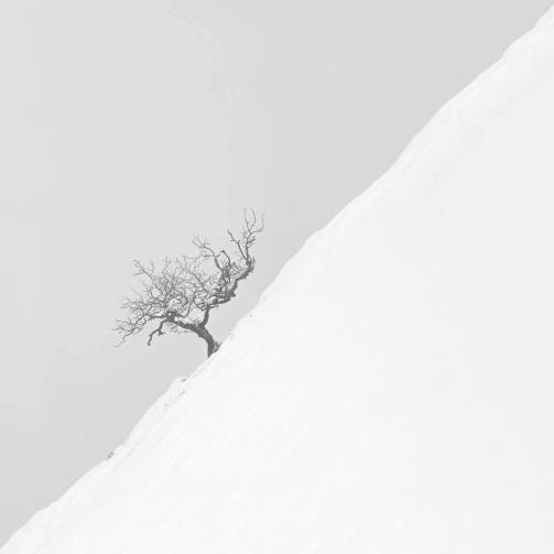 "Tree" - Asier Garagarza - 051115