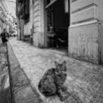 "El gato" - Frederic Garrido Vilajuana - 301015