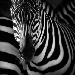 "Zebra" - Jose Beut - 231215